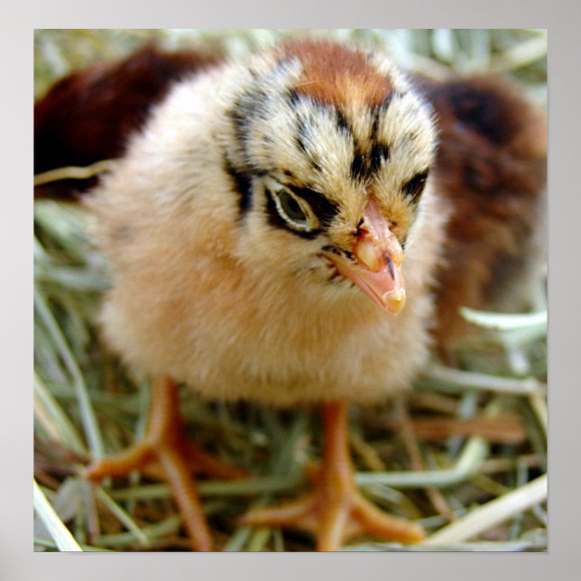 Poster Pintinho (Frente)