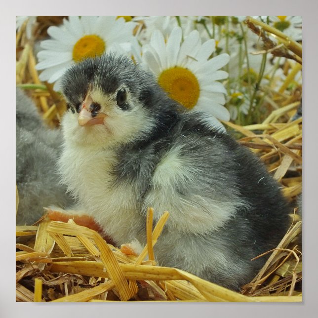 Poster pintinho, animal, bebê, fofo, amarelo-flor, branco (Frente)