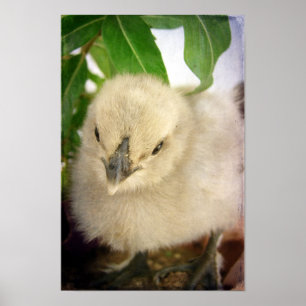 Poster Pintinho azul