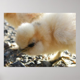 Poster Pintinho Buff Silkie Chicken