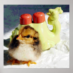 Pôster Pintinho e Camel