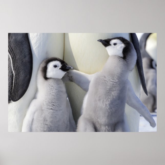 Poster Pintinho Imperador Penguin (Frente)