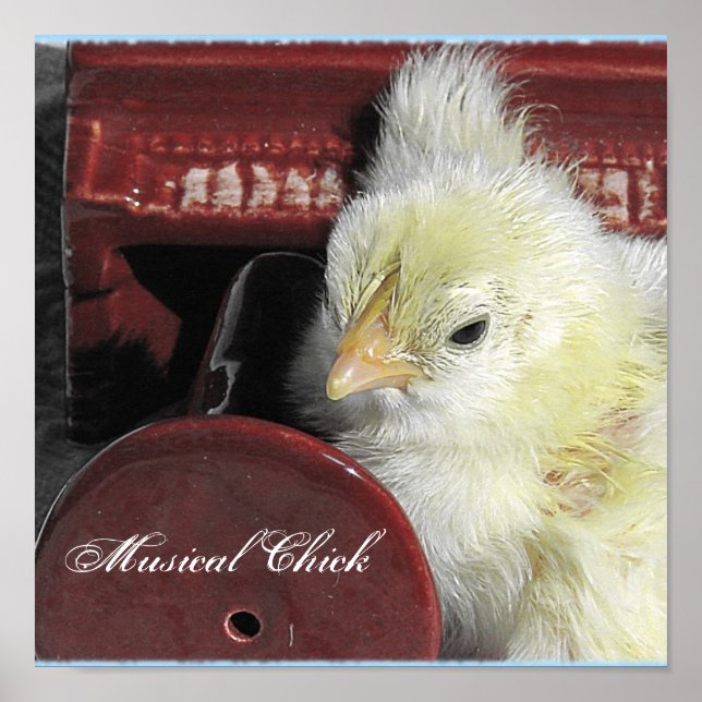 Pôster Pintinho Musical (Frente)