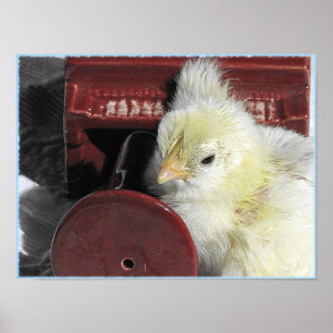 Pôster Pintinho para piano