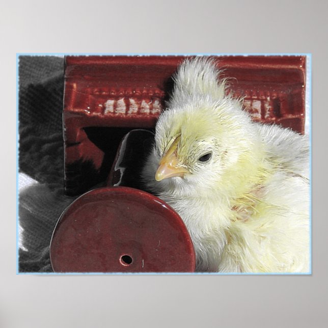 Pôster Pintinho para piano (Frente)