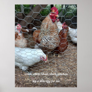 Poster Pintinho pintinho frango