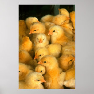 Pôster Pintinhos amarelos do bebê