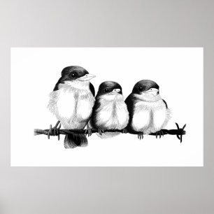 Poster Pintinhos de Kingfisher