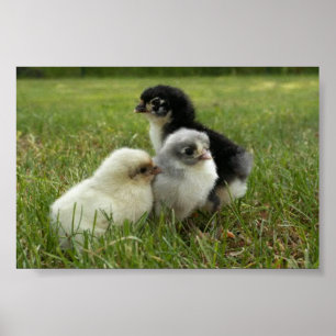 Poster Pintinhos de Marans