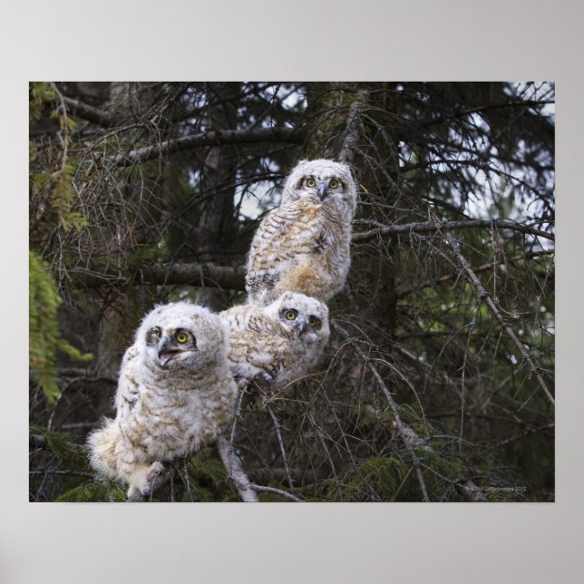 Pôster Pintinhos De Três Corujas Excelentes (Bubo Virgini (Frente)