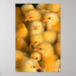 Pôster Pintinhos do bebê