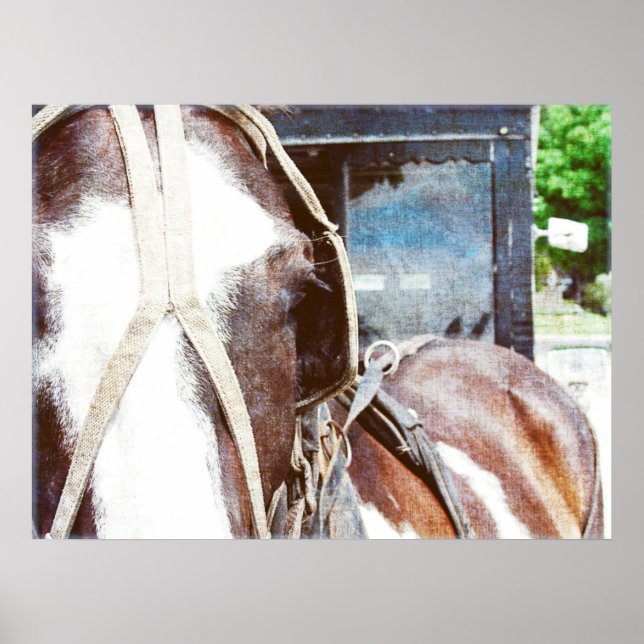 Pôster Pinto Amish Buggy Horse (Frente)