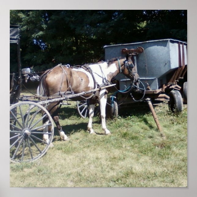 Pôster Pinto Amish Horse (Frente)