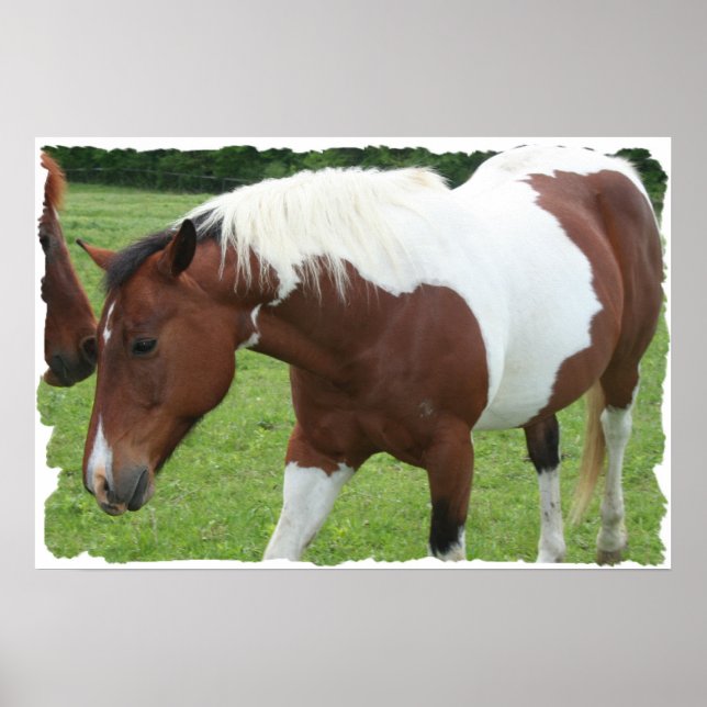 Pôster Pinto Cavalo (Frente)