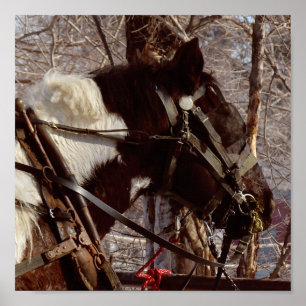 Poster Pinto Cavalo de Rascunho