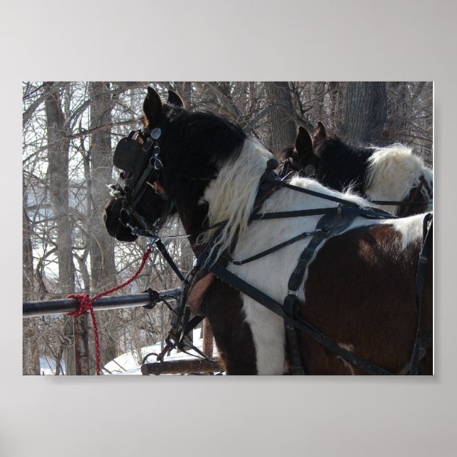 Poster Pinto Draft Team (Frente)