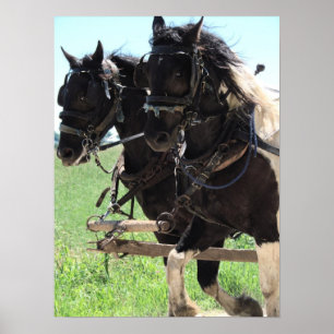 Pôster Pinto Drafts at Work