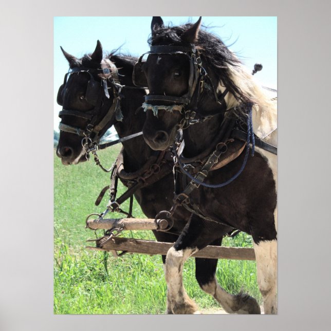 Pôster Pinto Drafts at Work (Frente)