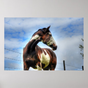 Poster Pinto Paint & Clouds Ranking Horse Photo
