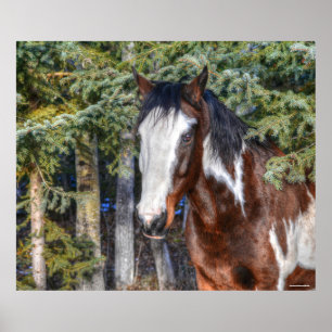 Poster Pinto Paint Stallion & Evergreen Trees