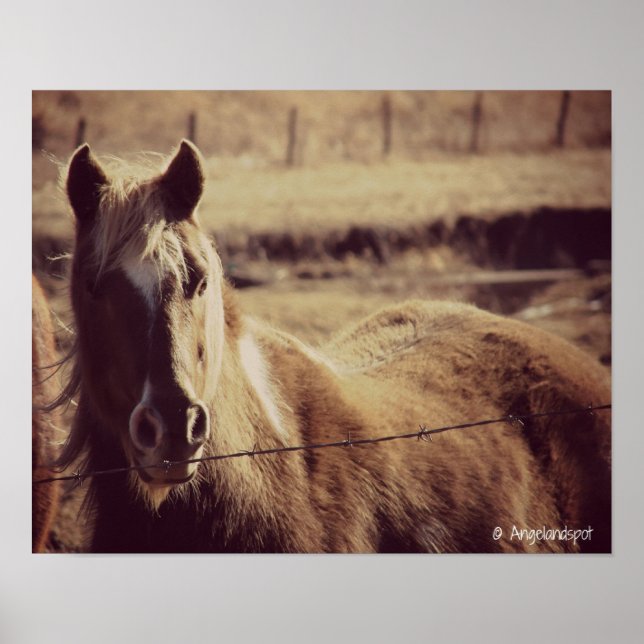 Pôster Pinto Pony (Frente)