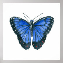 Pintor aquoso da borboleta Azul Morpho
