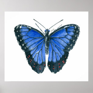Poster Pintor aquoso da borboleta Azul Morpho