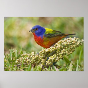 Poster Pintor Verdadeiro