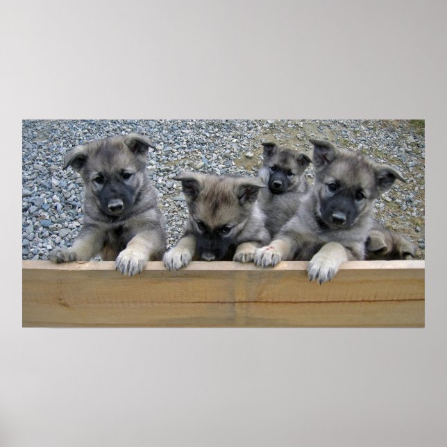 Poster Pintos do Elkhound Noruegueses (Frente)