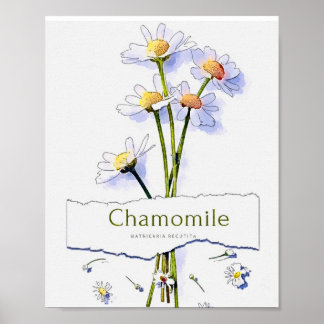 Poster Pintura a aquarela do Chamomile Vintage