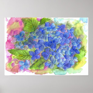 Pôster Pintura azul da aguarela da flor do Hydrangea