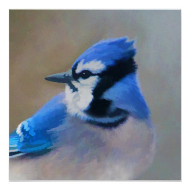 Pôster Pintura Blue Jay - Arte Original para Pássaros (Frente)