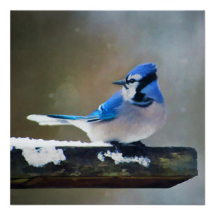 Pôster Pintura Blue Jay - Arte Original para Pássaros