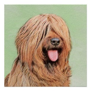 Pôster Pintura Briard - Arte Cachorro Original