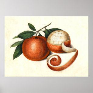 Pôster Pintura chinesa da antiguidade das tanjerinas
