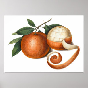 Pôster Pintura chinesa da antiguidade das tanjerinas