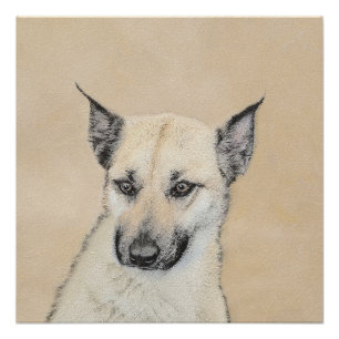 Pôster Pintura Chinook (Orelhas Apontadas) - Arte Canina