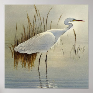 Poster Pintura de Aquarela de Herão Branco