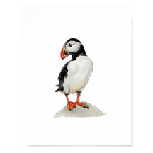 Pintura de Ave Puffin em Aquarela