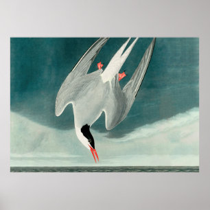 Poster Pintura de aves selvagens do Ártico Tern Audubon