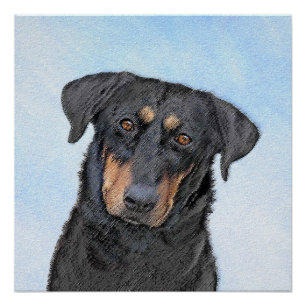 Pôster Pintura de Beauceron - Arte de Cão Original Bonit