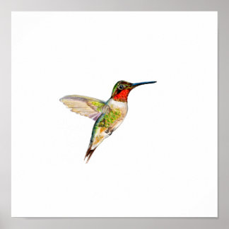 Poster Pintura de Beija-flor-de-garganta-rúbea em Aquarel