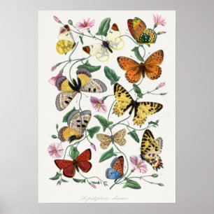 Poster Pintura de borboleta e mariposa. por Paul Gervais