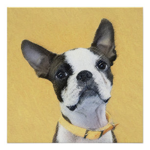 Pôster Pintura de Boston Terrier - Arte de Cachorro Origi
