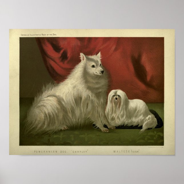 Poster Pintura de cães da Vintage pomeraniana e malteses (Frente)