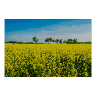 Pôster Pintura de campo de flores amarelas