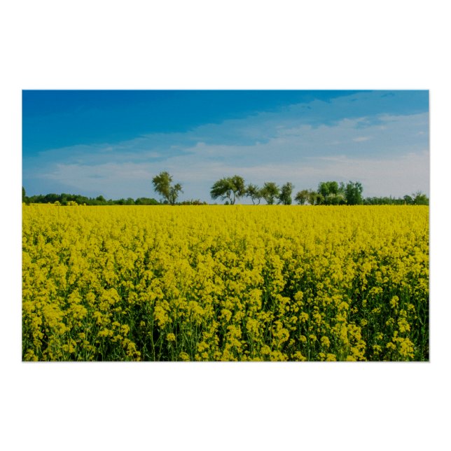 Pôster Pintura de campo de flores amarelas (Frente)