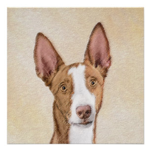 Pôster Pintura de Cão Ibizan - Arte Cão Original Bonita