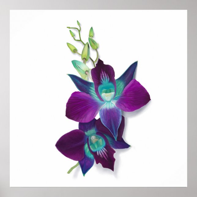 Poster Pintura de Dendrobium Azul ou de Orquídea Azul (Frente)