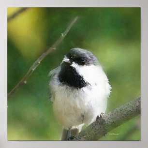 Poster Pintura de Digitas do Chickadee em repouso